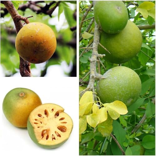 Image of Gutikolom Bael Plant | Bel Patra Live Fruit Plant | Healthy Plant for Home Garden, Terrace & Outdoor Gardening | Pack of 1