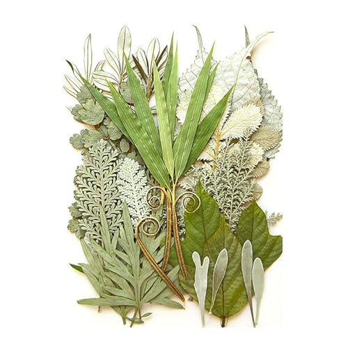 La mejor selección de Hojas secas - los preferidos. 49 Juego de plantas de hojas secas prensadas naturales para álbumes de recortes, joyas, marcos de fotos, fundas de teléfono, marcapáginas, suministros de arte