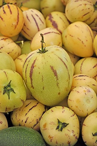 Melon żarówka, żarówka melonowa Pepino - Solanum muricatum