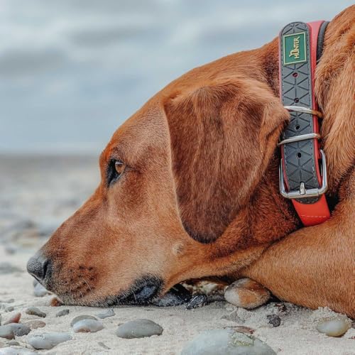 HUNTER Hundehalsband CONVENIENCE COMFORT, Farbe: neonorange, Mit Neopren-Polsterung, witterungsbeständig, pflegeleicht, ideal für Sport & Freizeit, Größe: 50