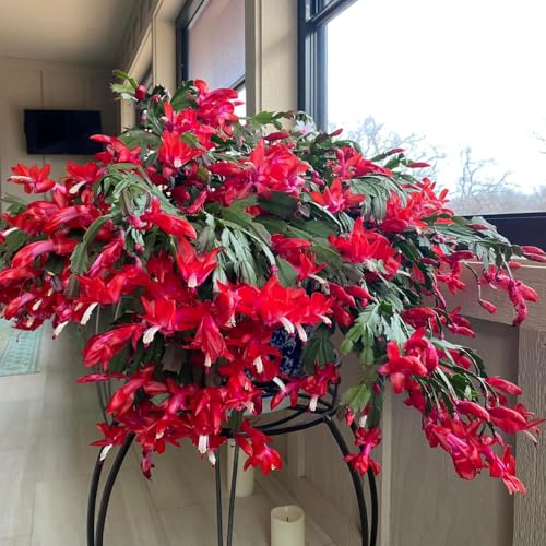Red Christmas Cactus Plants Live, 4 to 6 Inch Tall Live Christmas Cactus Bare Roots, Perennial Well Rooted Flower Plants, Holiday Houseplant, No Pot Red Christmas Cactus Plants Live, 4 to 6 Inch Tall Live Christmas Cactus Bare Roots, Perennial Well Rooted Flower Plants, Holiday Houseplant, No Pot