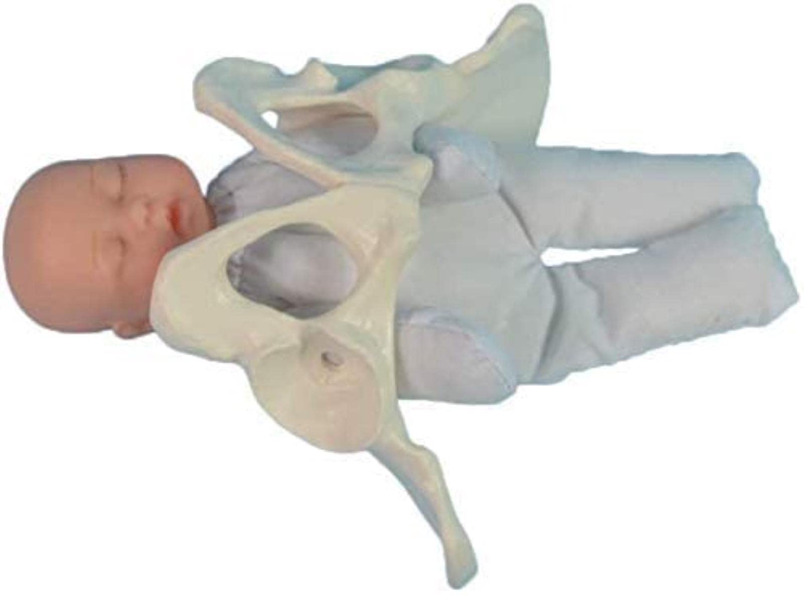 Buy IVQAPP Education Model Female Pelvis Childbirth Childbirth