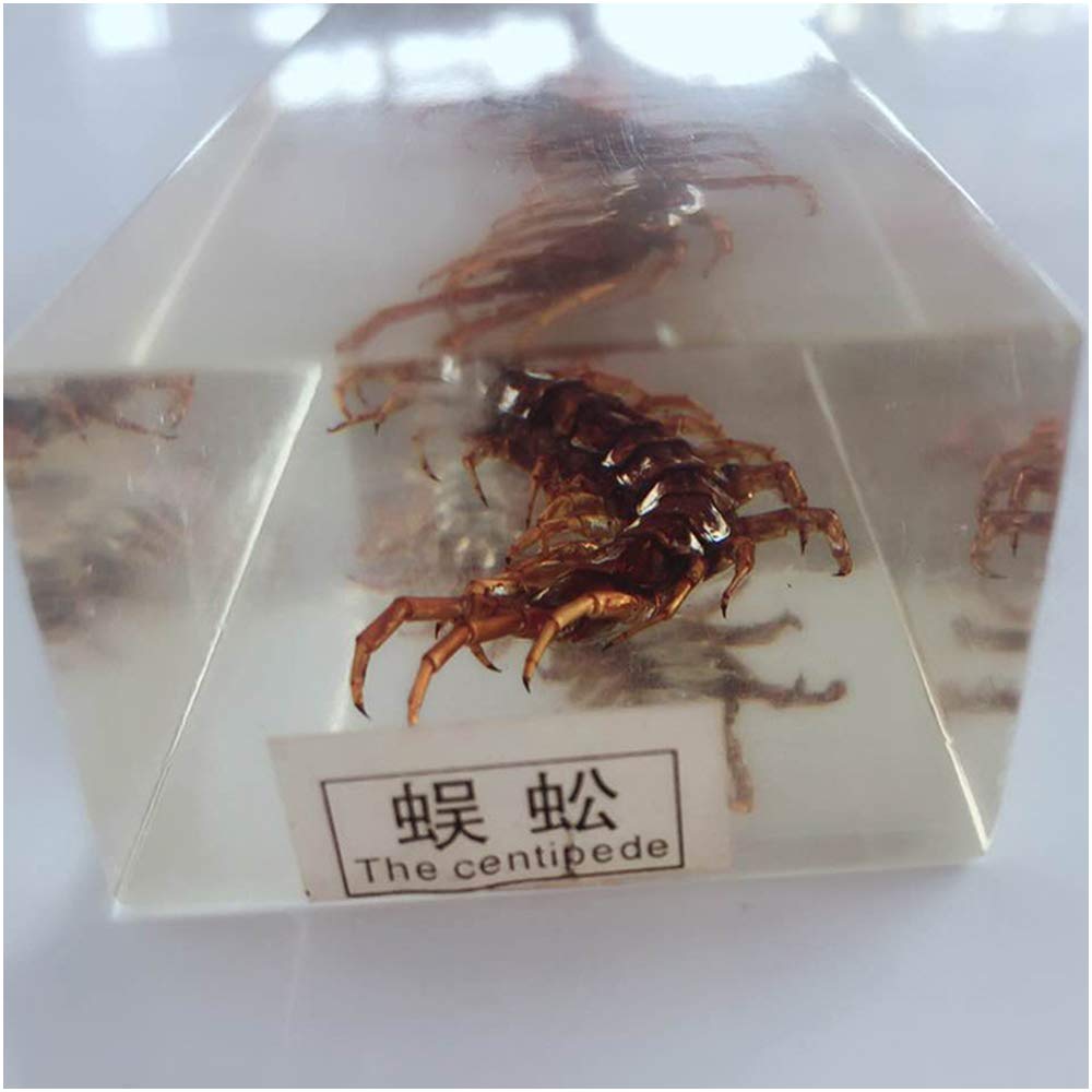 Amazon.co.jp: ムカデ標本 - 本物の樹脂昆虫標本モデル - 透明ムカデ