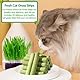 HBSFBH Katzengras Stäbchen, 30 Stück Cat Grass Teething Sticks, Katzengras kaustangen, Katzengras Molarenstab, Katzengras Beißstab, Gefriergetrockneter Katzengras Zahnknirschstab für Zahnpflege