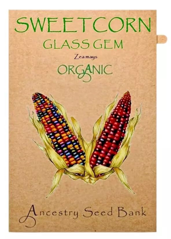Organic Sweetcorn ❁ Glass Gem ❁ x10 Seeds Heirloom - Non GMO