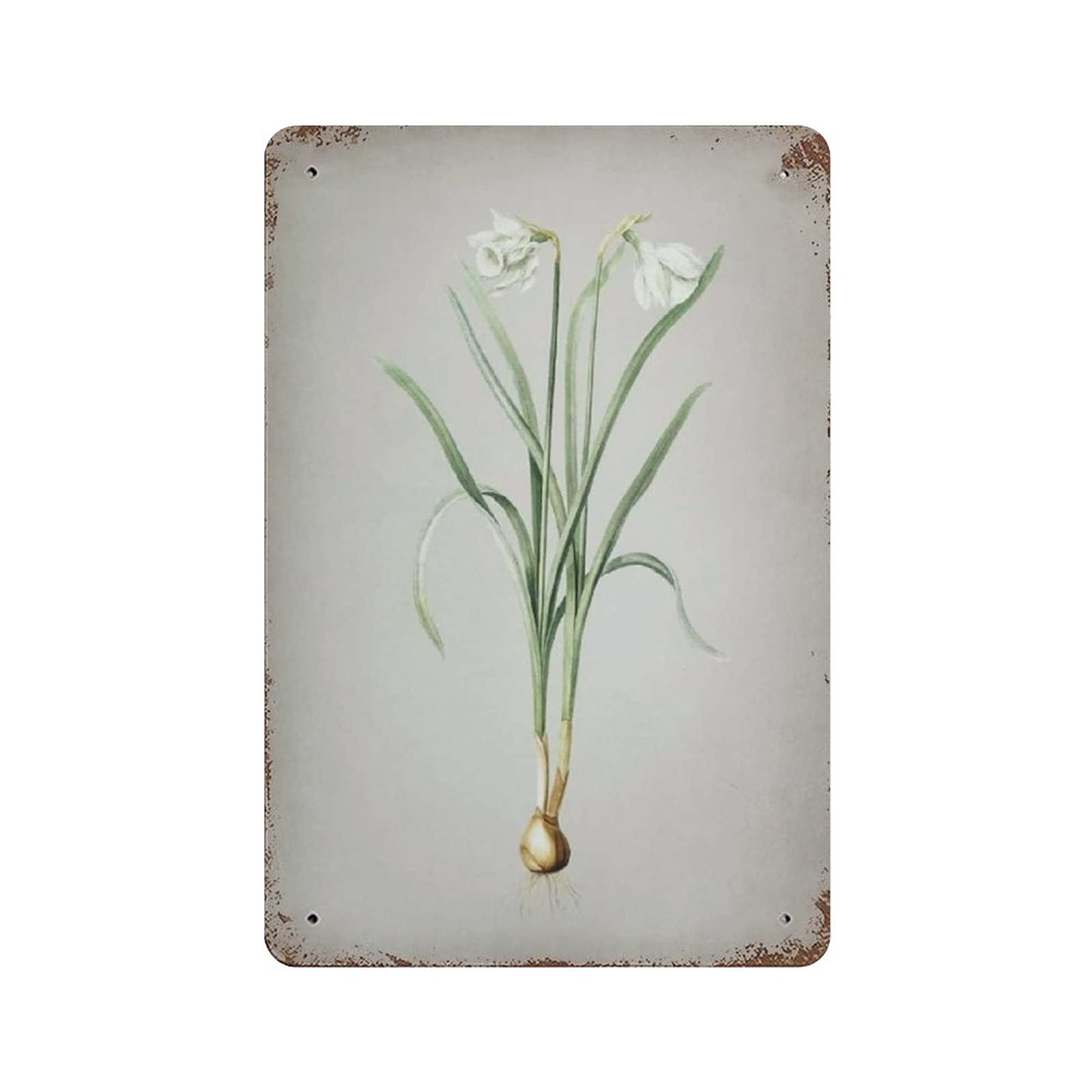 rayprint Narcissus Candidissimus Tin Sign Metal Plaque Art Hanging Iron Painting Retro Home Kitchen Garden Garage Wall Decor 12"X8"