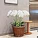 Jasming 4pcs Real Touch Orchid Flowers Artificial Branches Green Stems Arrangement for Wedding Home Garden Decoration (White)