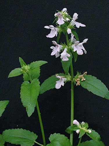 Florida Betony Tubers (Stachys floridana) Organic - Produces lots of large crisp succulent tubers - Easy to Grow - Hedgenettle / Rattlesnake weed / Wild Artichoke (5 Florida Betony Tubers)