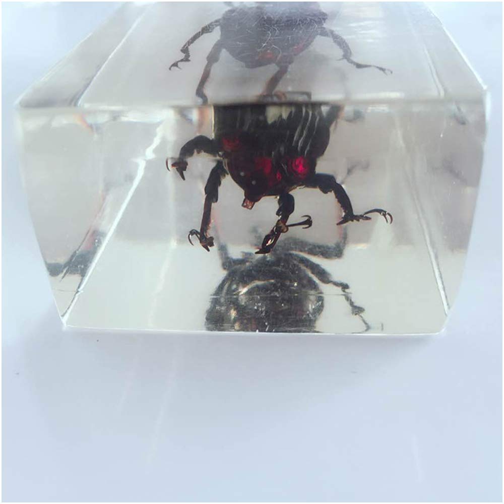Amazon.co.jp: 竹ゾウムシ埋め込み標本 - 透明昆虫標本モデル - 本物の