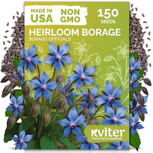 KVITER 150 Borage Seeds (Borago officinalis) - Blue Strawflower Edible Flower for Teas Attracts Pollinators - Heirloom Herb Seeds for Planting in Outdoor & Indoor Garden Beds Containers