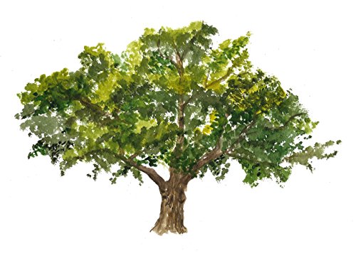 Oak tree art #A032. (8x10) Oak tree painting.Oak tree art print.Oak tree artwork.Oak tree poster. watercolor Oak tree. Wall art. Oak tree picture.