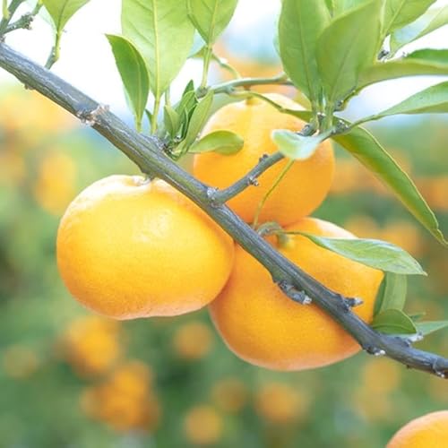 甘っ子 小玉 ハウス せとか 9玉入 手さげ箱 南泰園