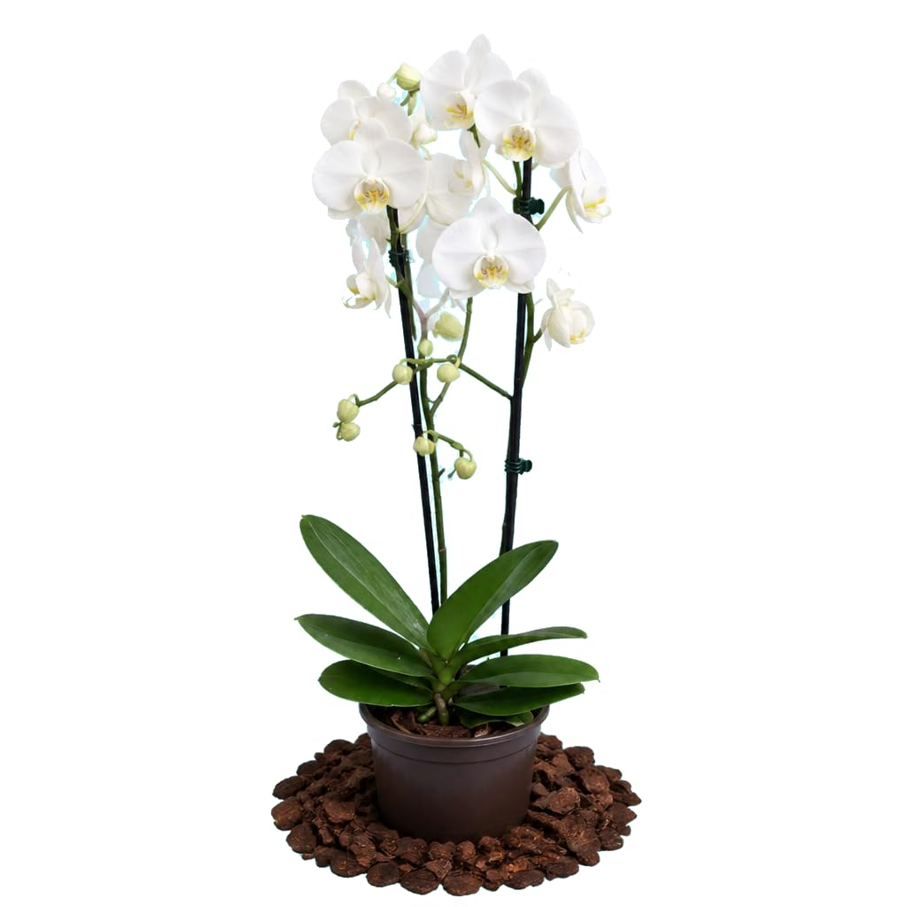 Phalaenopsis 2 Troncos Orquídea Polilla DECOALIVE Planta Viva para Decoración Natural Maceta 12 cm de Diámetro Altura 55-65 cm
