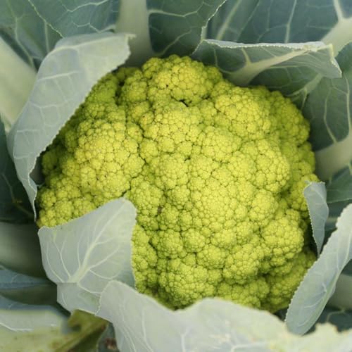 semillas de coliflor orgánicas - raras decoración balcón, jardín 500pcs