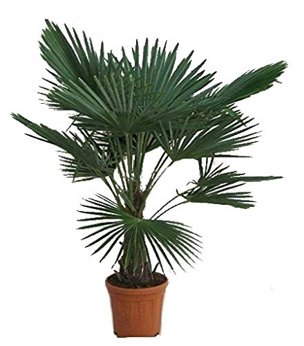 Winterharte Hanfpalme - Trachycarpus fortunei - 140-160cm Stamm 30-40cm im 17Ltr. Topf