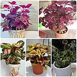 50 piezas semillas de coleo - coleus blumei - lecho de hierbas, semillas de variedades antiguas comprar coleo semillas de bonsái, plantas de jardín resistentes Plantas exóticas resistentes,