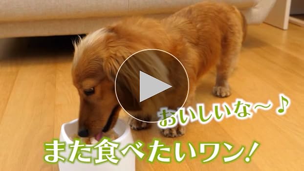 ワンちゃん品　14品 レトロかわいい】ロングセラー菓子コラボ「クッピーラムネぽぽちゃん