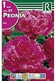 BULBO PEONIA ROSA - 1UD