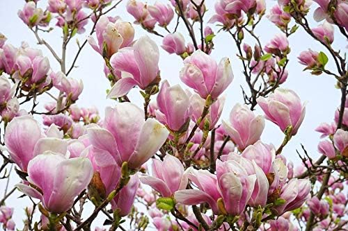 5 Lily Magnolia Flower Tree Pink & Purple Fragrant Tulip Magnol Liliiflora (KKZP) ct Can Grow in Pot