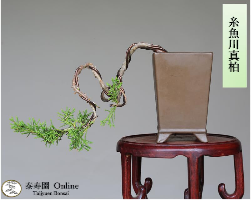 Amazon.co.jp: 糸魚川真柏 懸崖づくり 小品盆栽 【泰寿園 Online