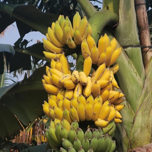 semi di banano resistenti, appartamento di banana di colonnari con aiuola rialzata 30pcs