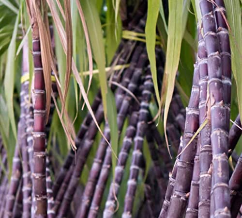 50+ Sugar Cane Seeds for Planting