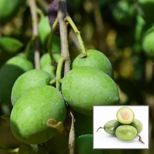 ALL TIME Indian olive||wild olives||jolpai live plant for home gardening(grafting) Pack of 1
