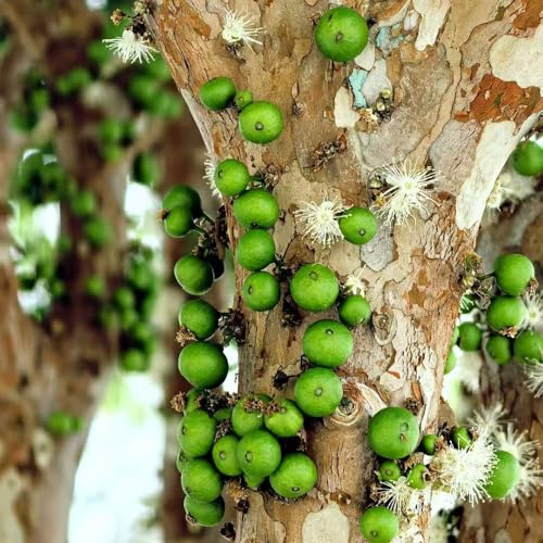 semi di albero jabuticaba bonsai decorazione del soggiorno alberi da frutto colonnari bonsai, per aiuole rialzate frutto, vecchie varietà piante 200pcs