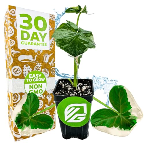 Alocasia Mickey Mouse Elephant Ear - Alocasia xanthosoma Variegata - Wellspring Gardens...