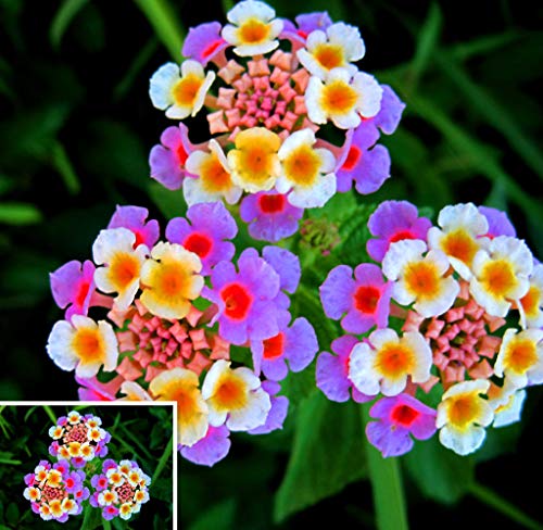 Beautytalk Seeds- 50pcs Lantana Ornamental Flowers, Rare Flower Seeds Hardy Perennial Bonsai Colorful Flowers Seed for barkon, Garden