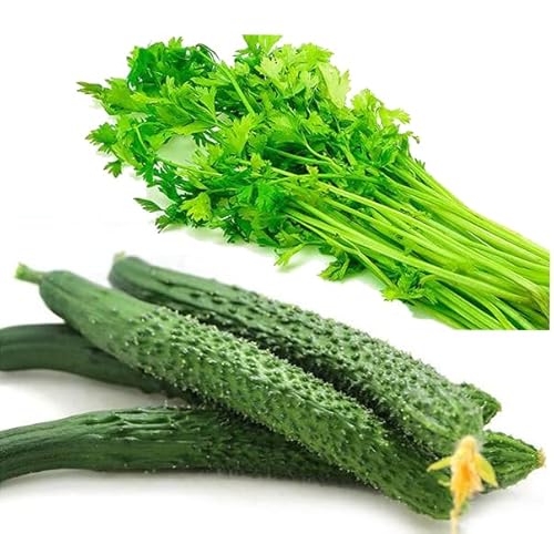 China Long Cucumber Seeds for Planting + 3000ct Chinese Celery Vegetable Seeds for Planting