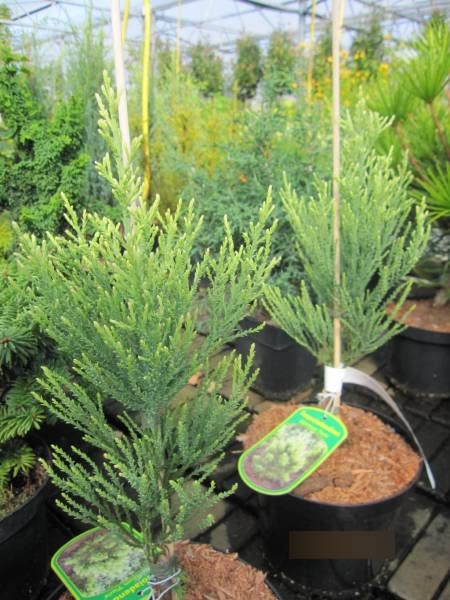 Seedeo Berg-Mammutbaum Anzucht-Geschenkset - Sequoiadendron Giganteum