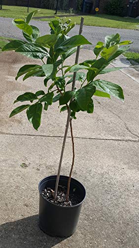 Fuyu Persimmon Tree 2-4 Feet (From Seed) #TOP1