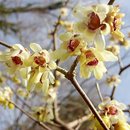 Chimonanthus Praecox Seeds Wintersweet Fragrant Deciduous Shrub Cut Flowers Drought Tolerant Low Maintenance Beds Borders Outdoor 50Pcs Flower Seeds By Yegaol Garden #TOP1