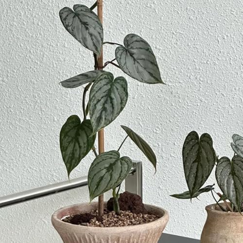 semillas de plantas de filodendro - Plantas trepadoras resistentes, plantas en macetas para exterior. Cama de balcón, plantas trepadoras de rápido crecimiento. Bonsái, plantas en 300pcs