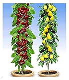 BALDUR Garten Säulenobst-Duo Birne & Kirsche, 2 Pflanzen Birnenbaum Kirschbaum, winterhart, platzsparende Säulen für kleine Gärten, Balkone & Terrassen, blühend, Prunus avium, Pyrus communis