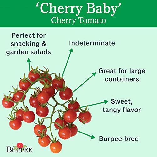 Burpee 'Cherry Baby' Hybrid |Red Cherry Tomato Tomato | 25 Seeds