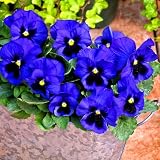 Pansy Swiss Giant Blue Ullswater 150 Seeds + Plant tag + Freebie - Viola wittrockiana