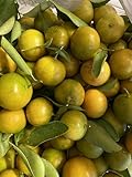 25 Calamansi Calamondin Fresh Organic Fruit Tree Seeds - Premium Non-GMO, Open Pollinated, US Grown Seed