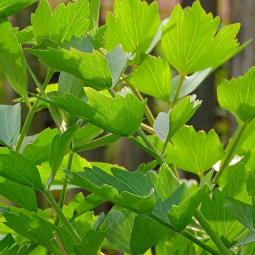 Lovage Plant Seeds Green 40pcs