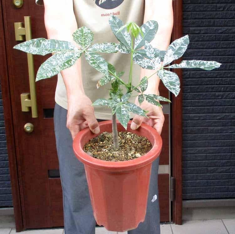 Amazon｜実生株 斑入りパキラ パキラ ミルキーウェイ 7号鉢 観葉植物