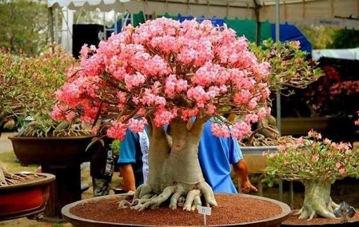 Adenium Arabicum Seeds Mix pack of 10 seeds (B09WYHQC6P) Amazon Price History, Amazon Price Tracker