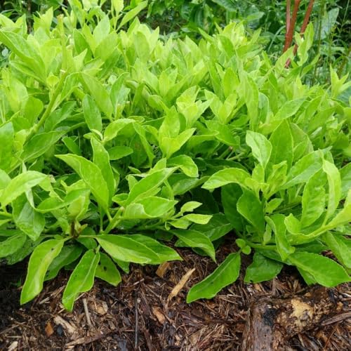 2 Longevity Spinach Live Plants for Planting, 5 to 9