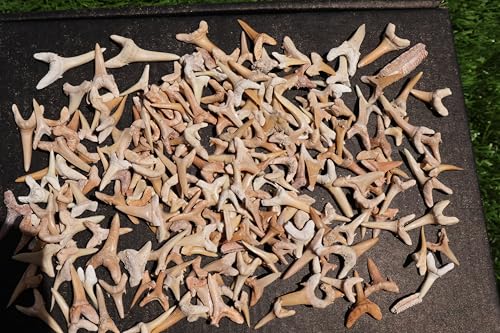 Image of Great Collection of Shark Teeth Fossil Shark Teeth Fossils for Kids Fossils from Morocco A259