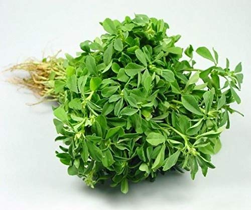 Magnif Methi Vegetable Hybrid Quality Vegetable Seeds for Gardening and Farming of Methi with 85% Germination (Pack of 200 Seeds) (B0BR2C2KT4) Amazon Price History, Amazon Price Tracker
