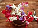 Seeds4planting - Seeds Sweet Pea Mix Fragrant for Indoor Pot Annual Flowers for Planting