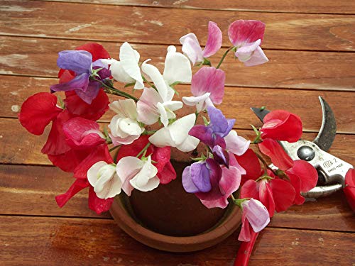 Seeds4Planting - Seeds Sweet Pea Mix Fragrant For Indoor Pot Annual Flowers For Planting #TOP30