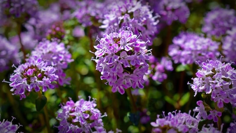 Thymus serpyllum Wild Thyme 6 Plug Plants
