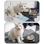 AYADA Raised Cat Food Bowl, Stainless Steel Cat Dish for Dry Wet Food Water, Anti Vomiting Elevated with Stand Ergonomic Lifted Slanted Tilted 15 Angle Metal Single Kitty Kitten Pet Bowl (Single) - Image 7