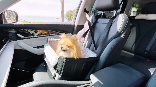 Amazon.co.jp: Petsfit 犬 ドライブボックス 小型犬 2重の安定設計